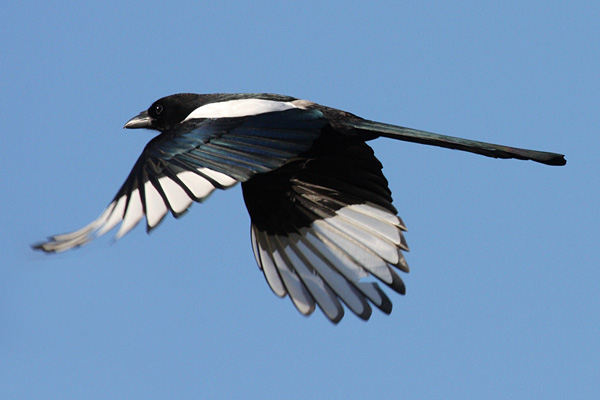  was good opportunity to get in close for a shot of one in flight. magpie