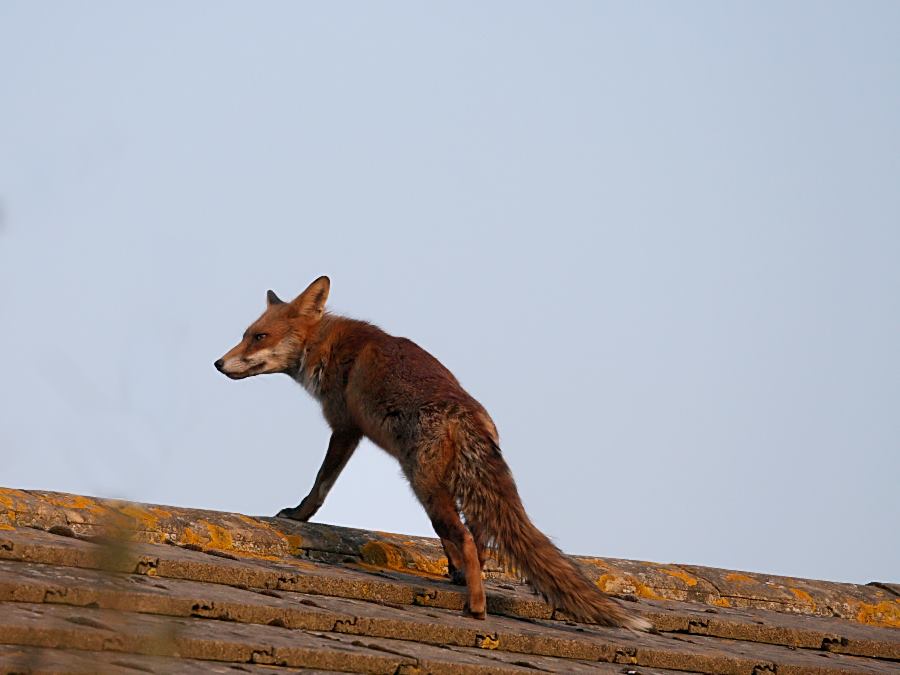 fox_roof_0204077846.jpg