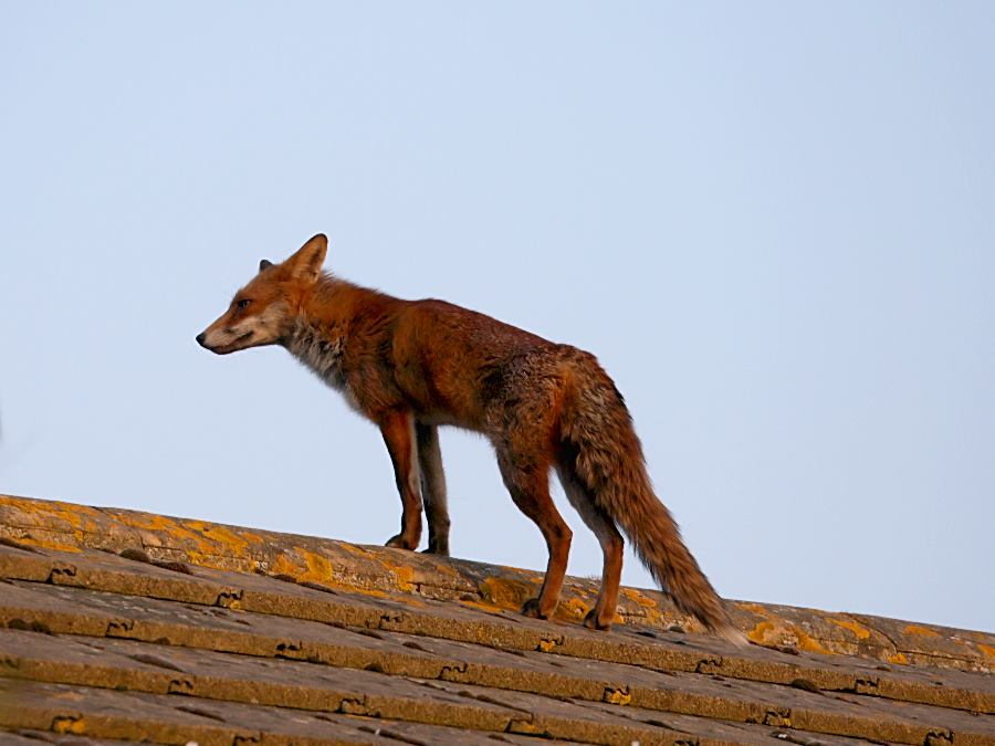 fox_roof_0204077847.jpg