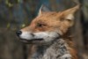 fox_0104077597.jpg