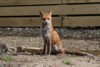 fox_0404078008.jpg