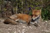 fox_0604078255.jpg