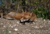 fox_0604078257.jpg