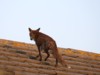 fox_roof_0204077844.jpg