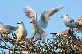 Black-headed gulls at Wakehurst Place