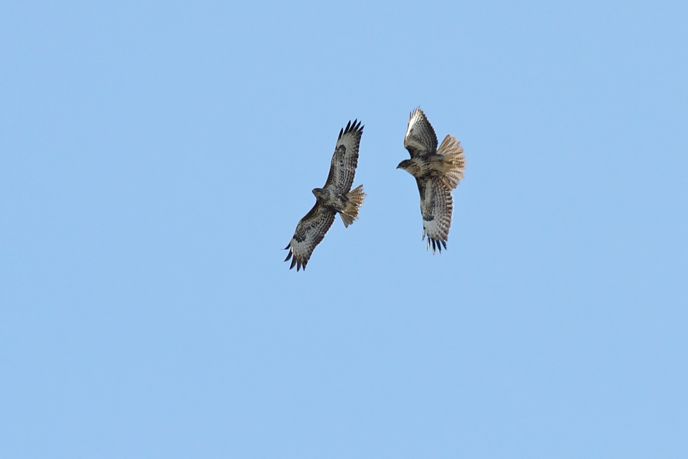 buzzard_0103105836.jpg