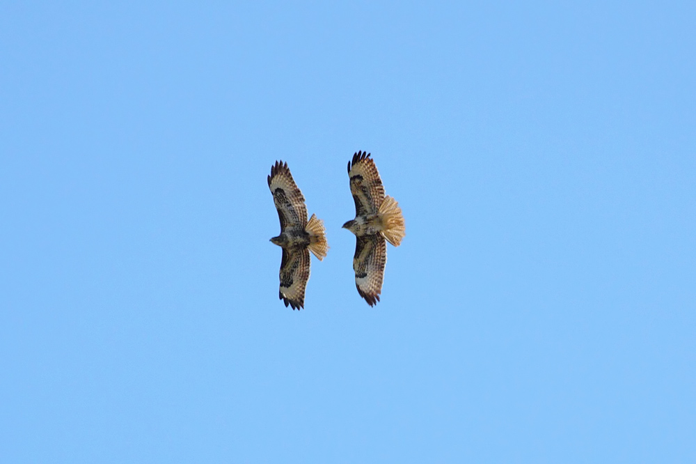 buzzard_0103105838.jpg