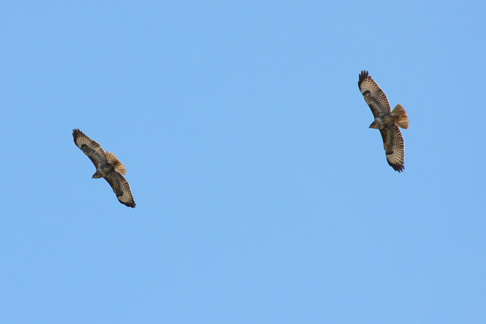 buzzard_0103105846.jpg