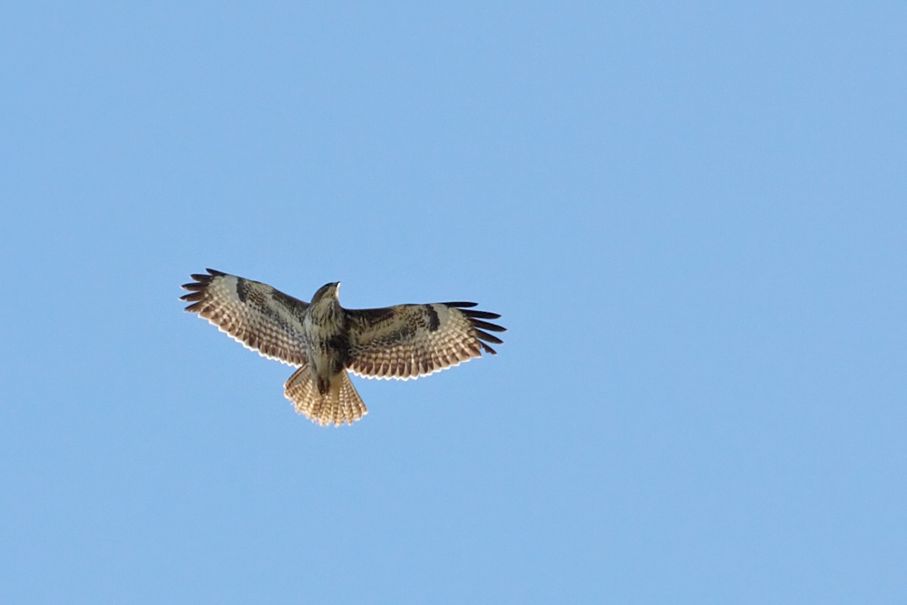 buzzard_0103105875.jpg