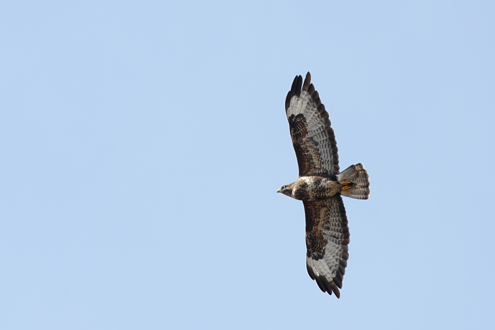 buzzard_0309090463.jpg