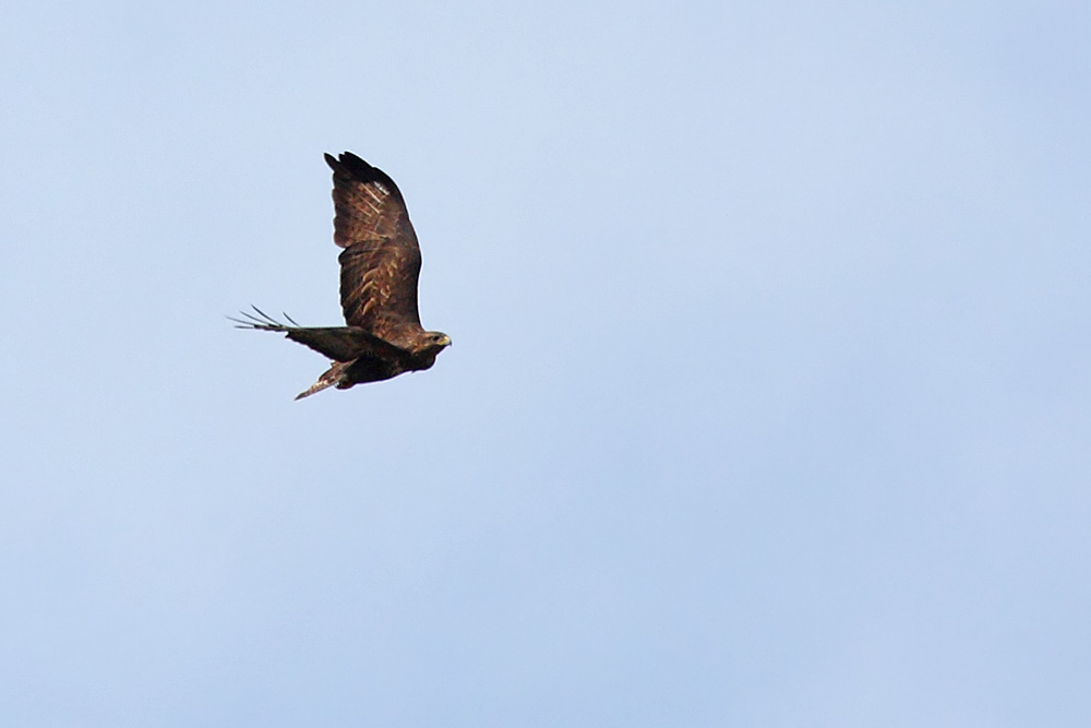 buzzard_0309090470.jpg