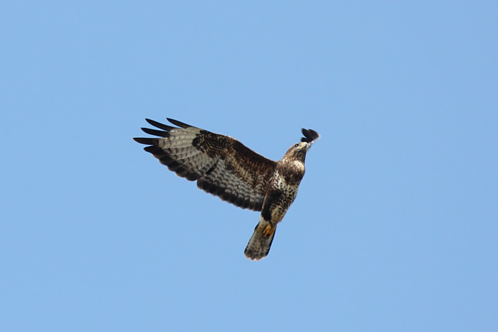buzzard_0309090481.jpg