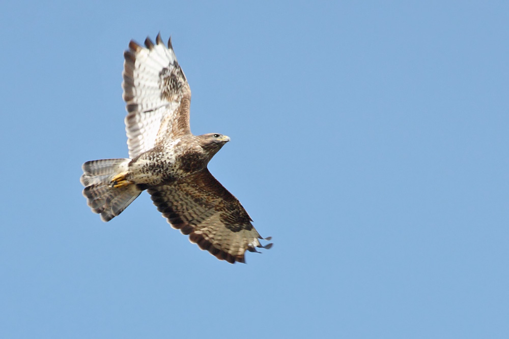 buzzard_0309090484.jpg
