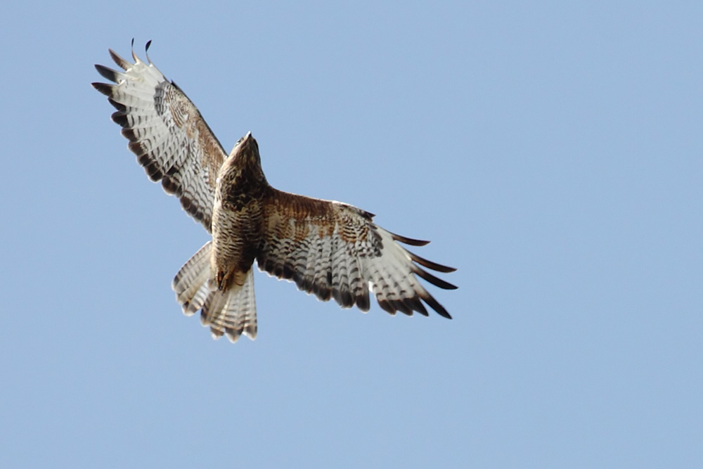 buzzard_0309090529.jpg