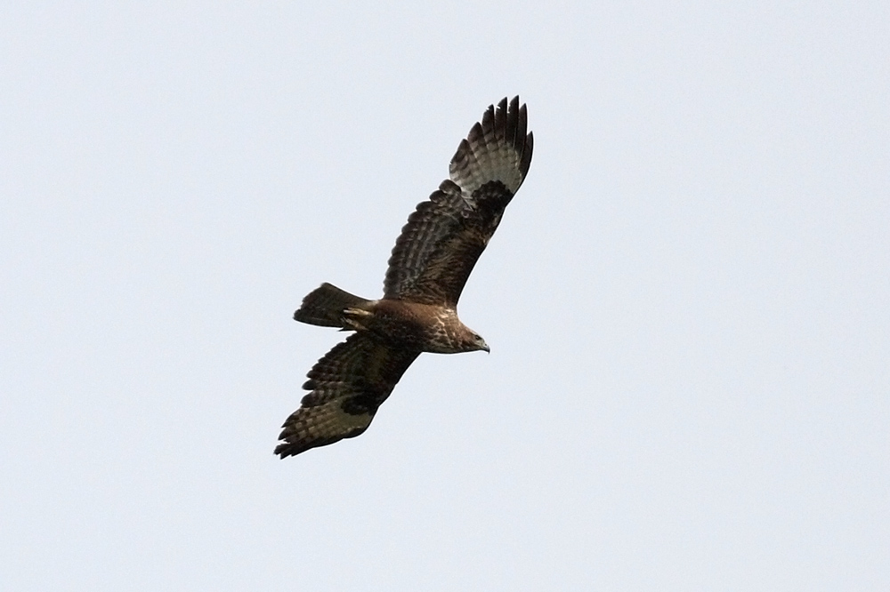 buzzard_1504090117.jpg