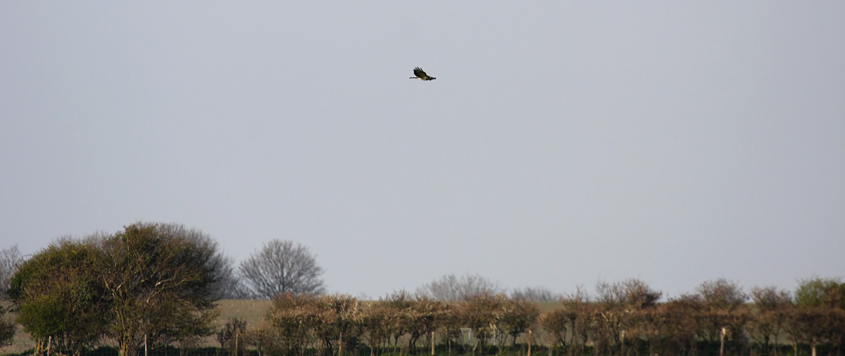 buzzard_1904104366.jpg