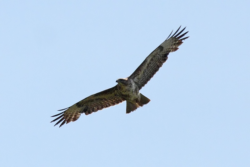 buzzard_2104105045.jpg