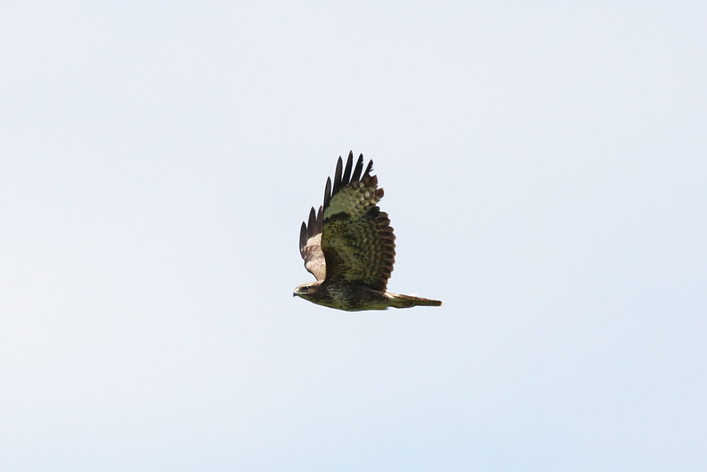 buzzard_2104105081.jpg