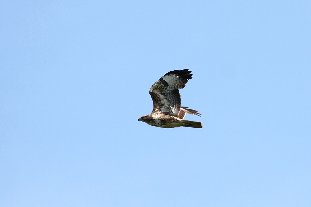 buzzard_2104105085.jpg