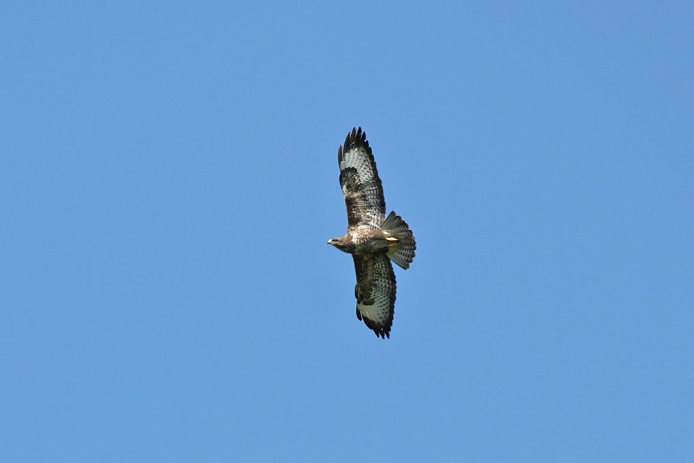 buzzard_2204105297.jpg