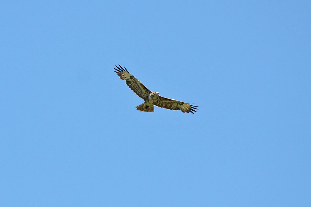 buzzard_2204105370.jpg