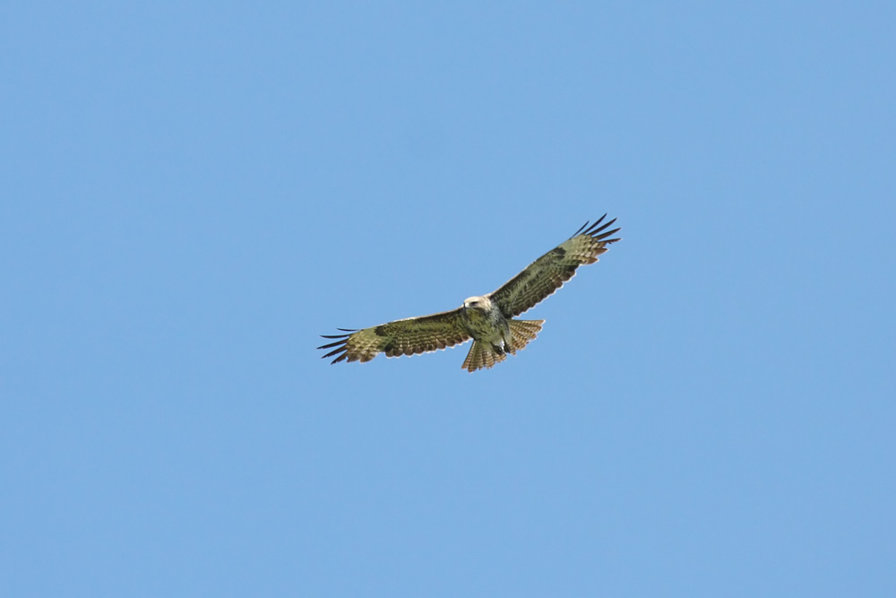 buzzard_2204105377.jpg