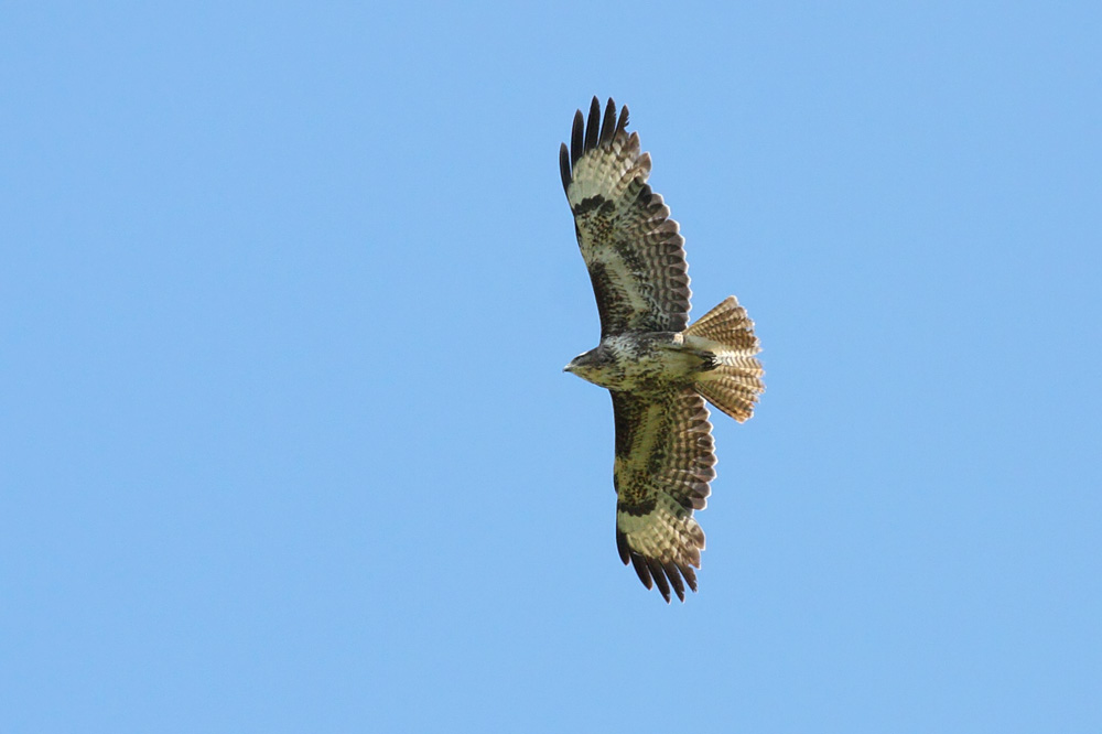 buzzard_2204105383.jpg