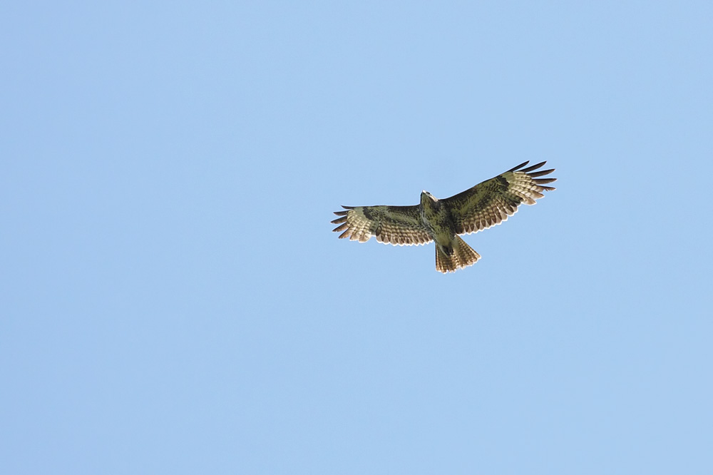 buzzard_2204105397.jpg