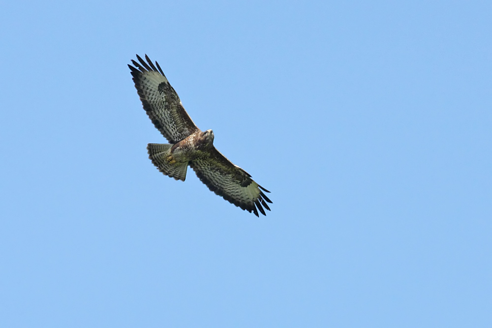 buzzard_2404105877.jpg