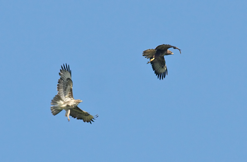 buzzard_2404106040.jpg