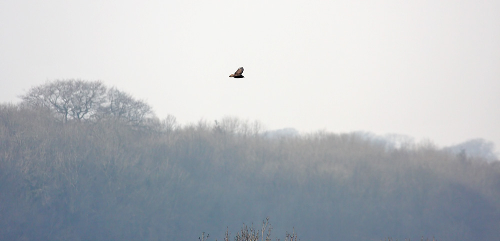 buzzard_2601101528.jpg