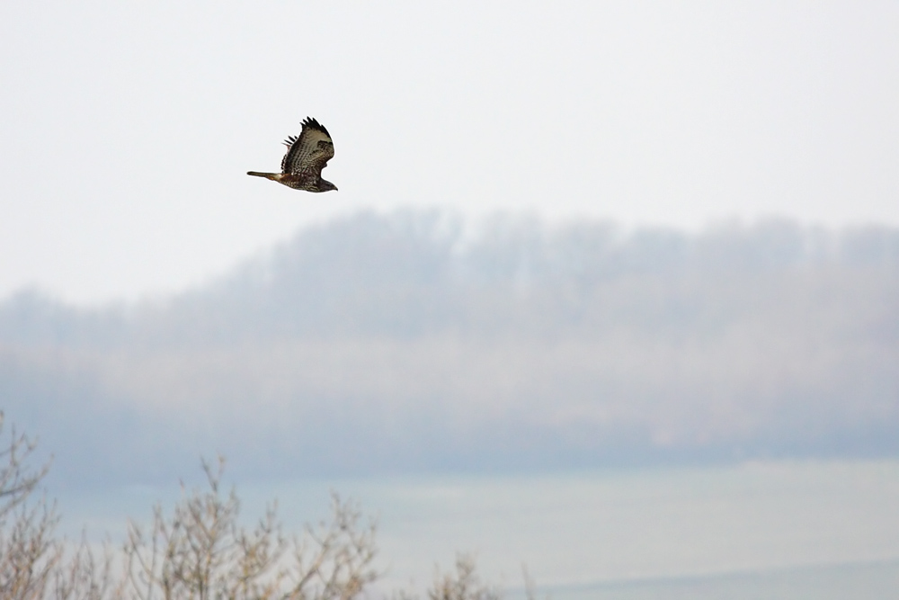 buzzard_2601101548.jpg