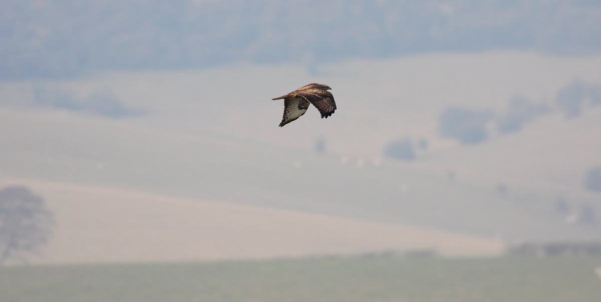 buzzard_2601101559.jpg