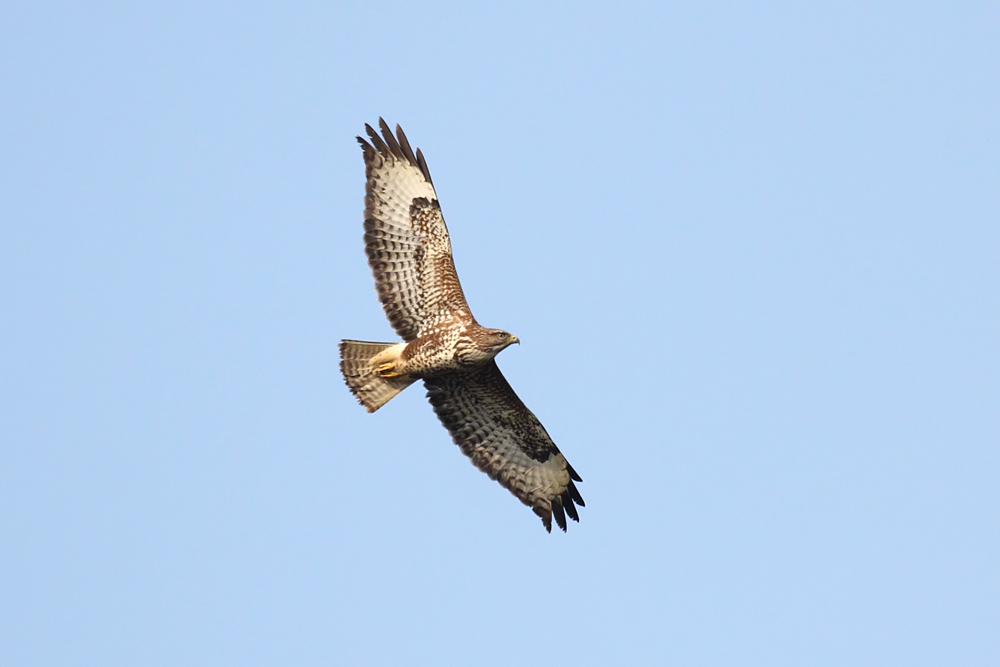buzzard_2601101587.jpg