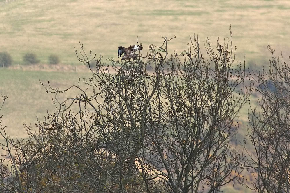 Buzzards/buzzard_mating_2004104690