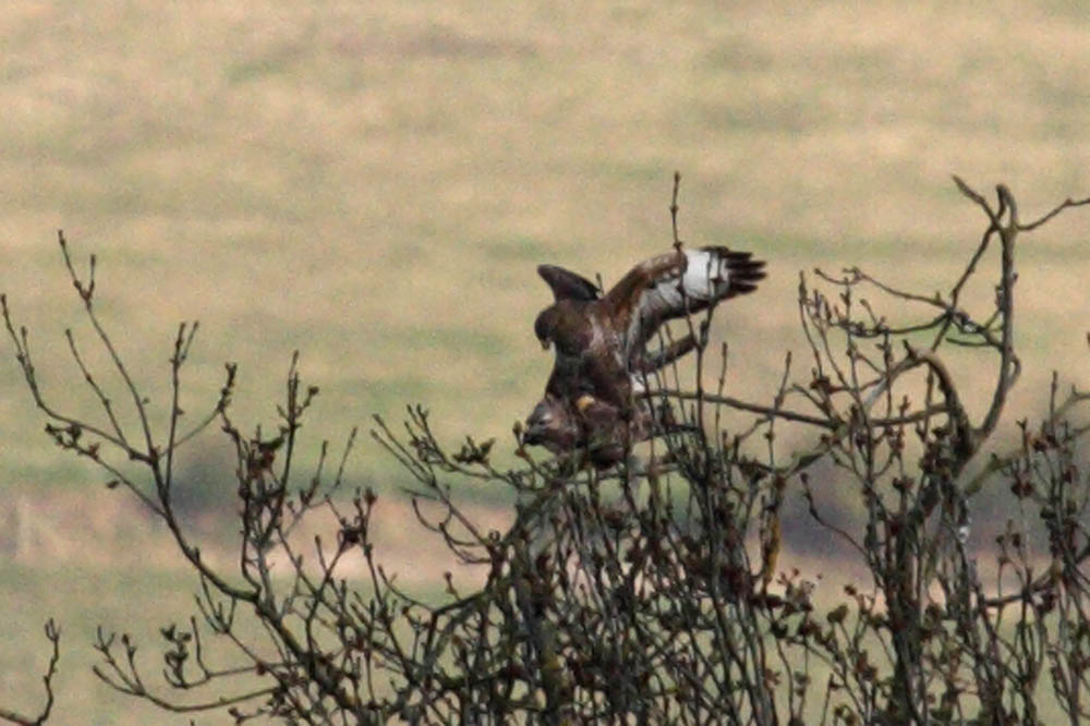 Buzzards/buzzard_mating_crop_2004104679