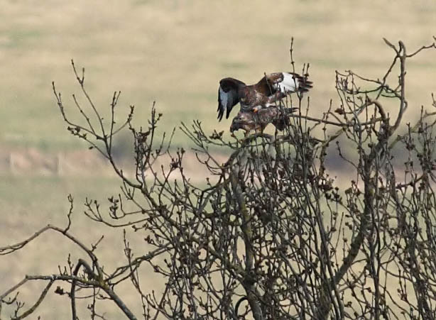buzzard_mating_crop_2004104690.jpg