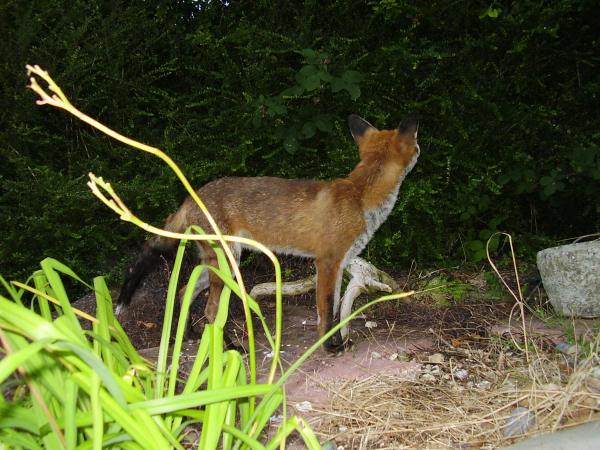 Fox getting ready to climb