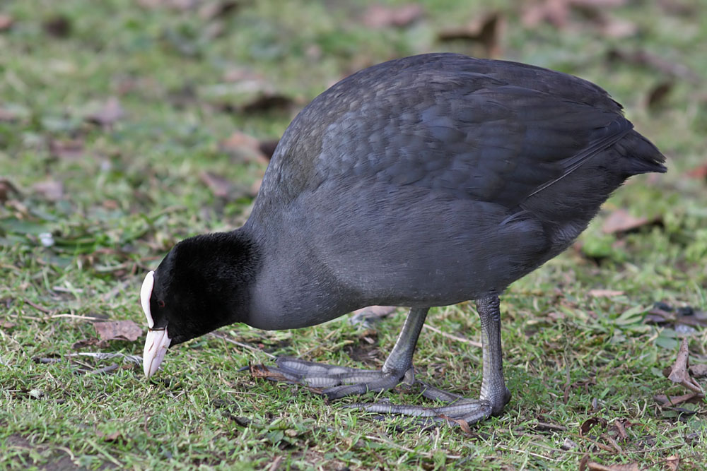 coot_0401115306.jpg