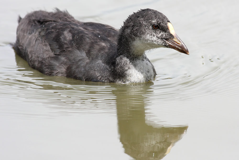 coot_0707091703.jpg