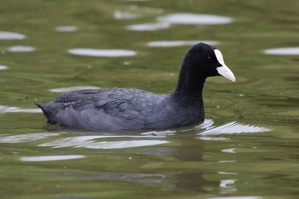 coot_1507102745.jpg