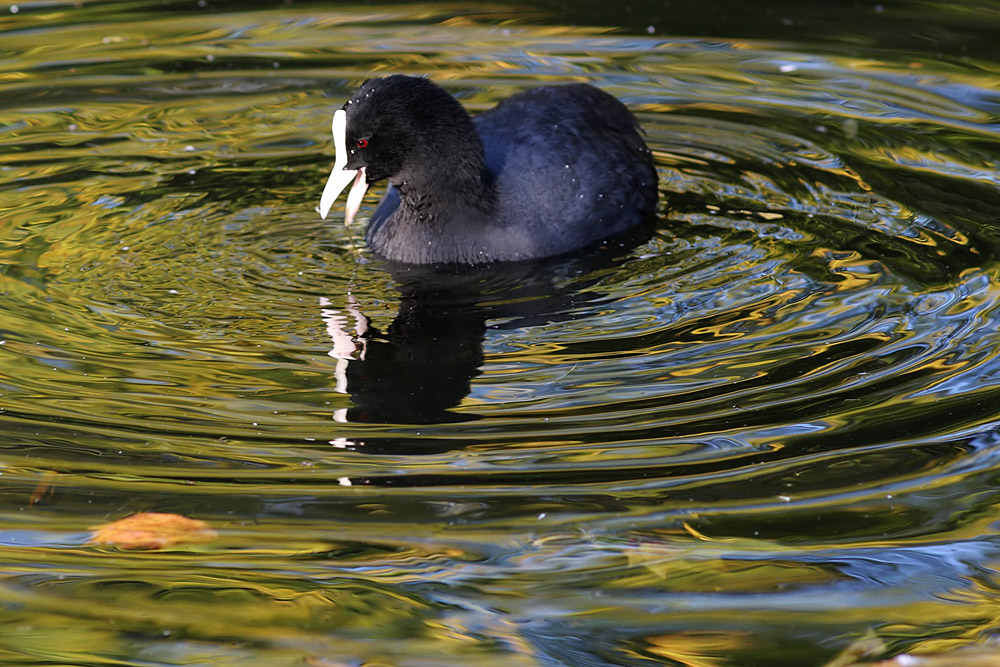 coot_2510106278.jpg