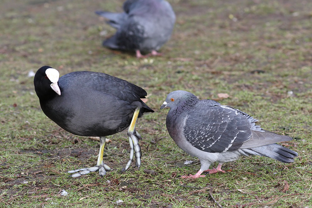 coot_pigeon_1001117025.jpg