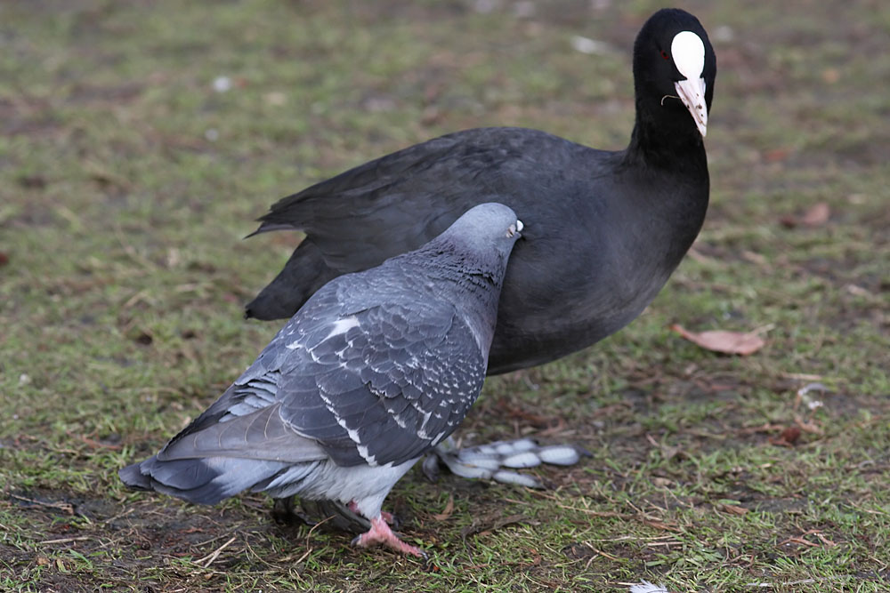 coot_pigeon_1001117029.jpg