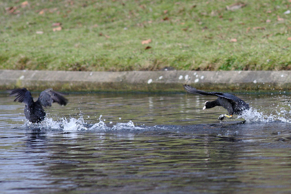 coots_0401115343.jpg