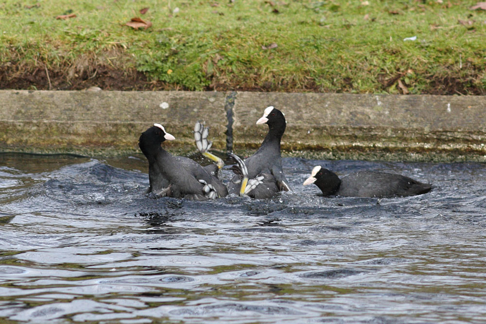 coots_0401115364.jpg