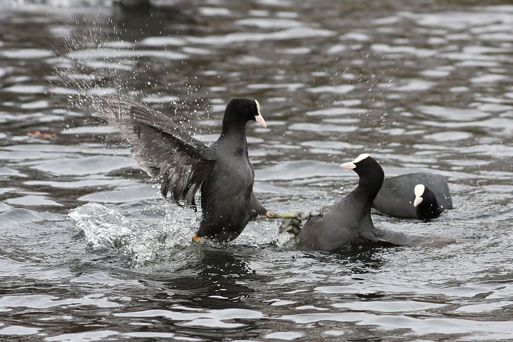coots_0501115636.jpg