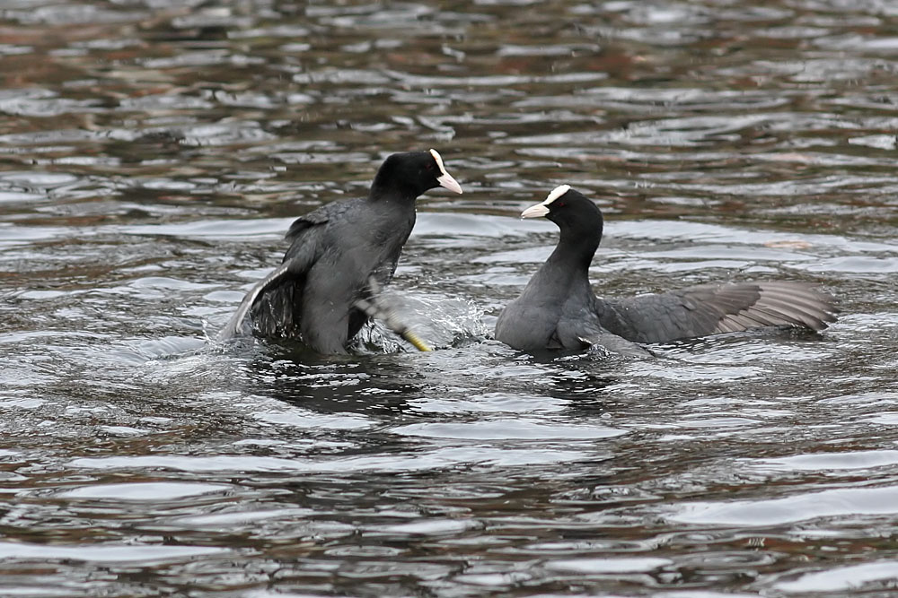 coots_0501115679.jpg