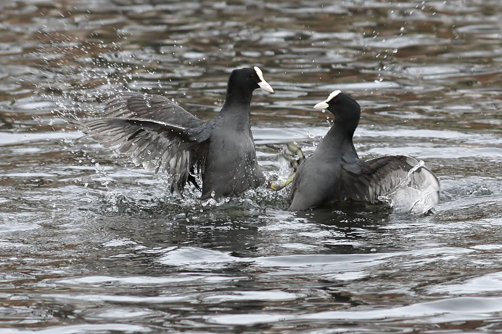coots_0501115680.jpg