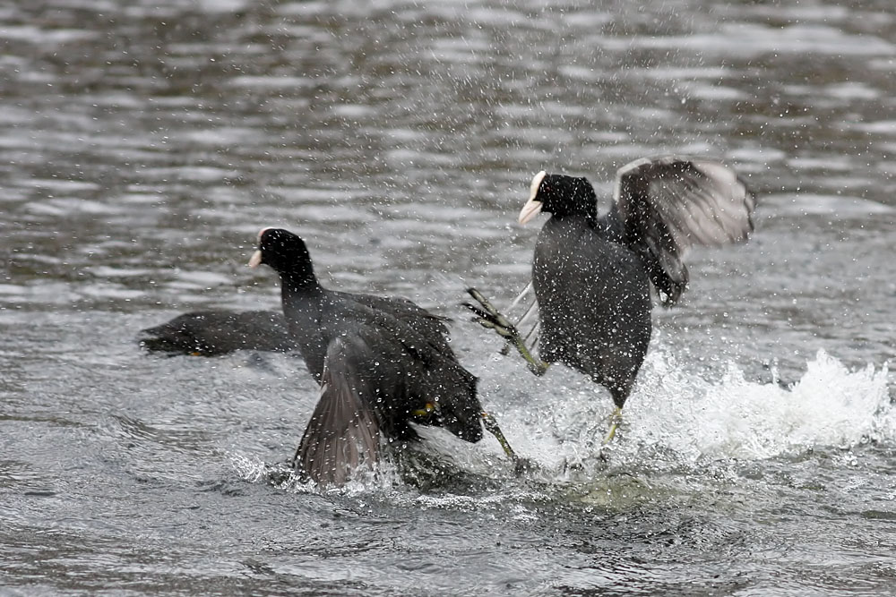 coots_0501115718.jpg